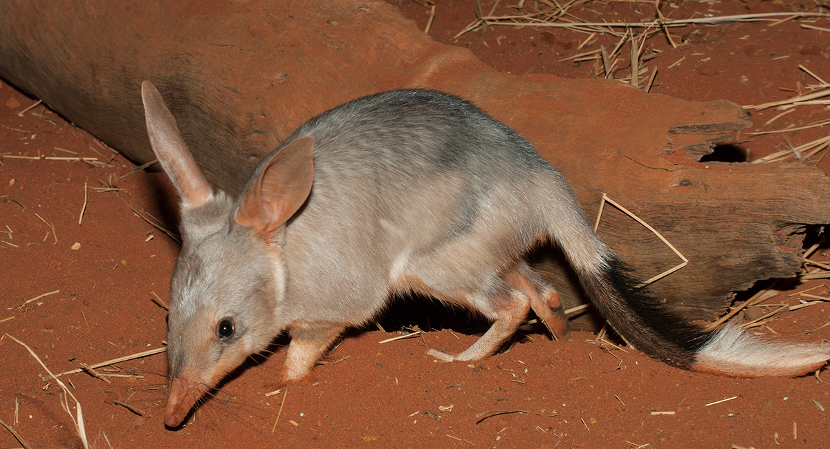 Bilby sniffing around in red dirt near a log