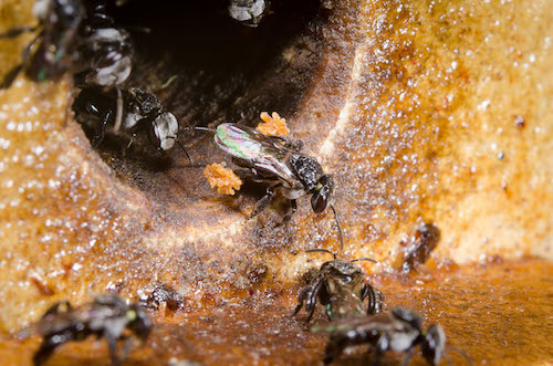 Bee leaving the nest with propolis on its hind legs