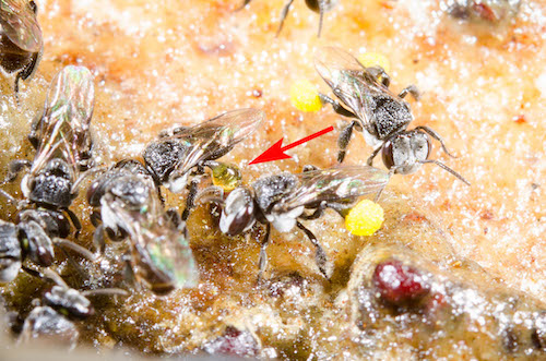 Bee returning to the nest with resin on its back legs