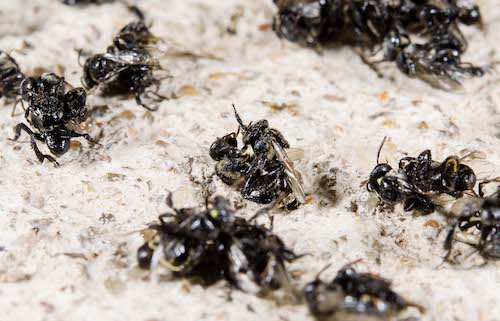 Dead bees on ground in pairs during fighting swarm