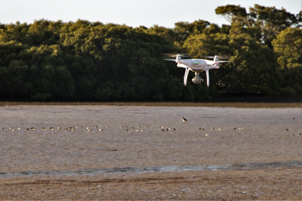 Drone approaches a flock of birds