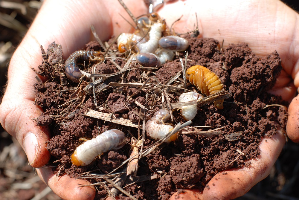 Hands holding soil and canegrubs